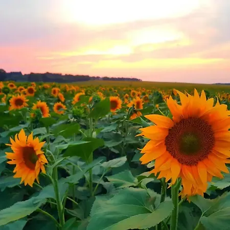 Balaton And Wine Natural Place Hotel